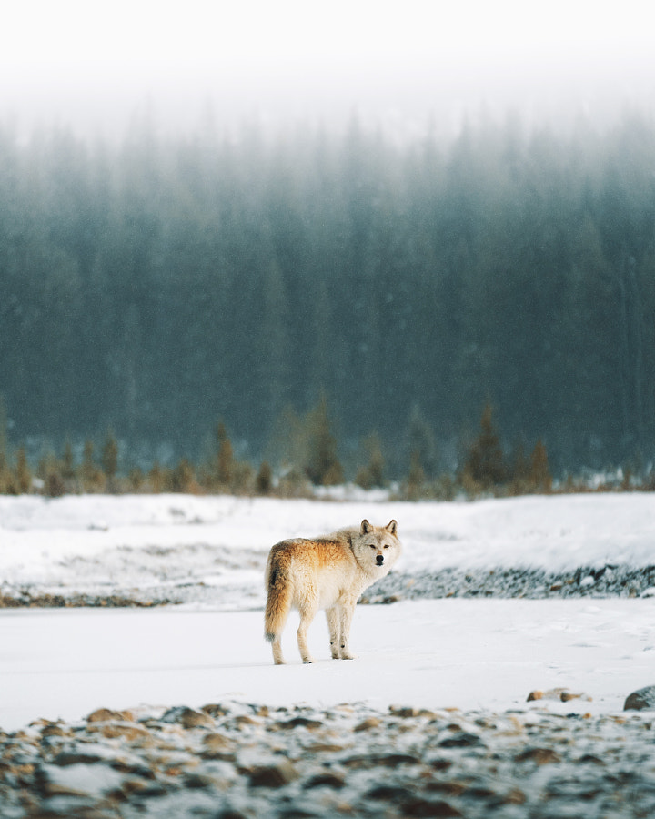 Loup solitaire. par Charly Savely sur 500px.com