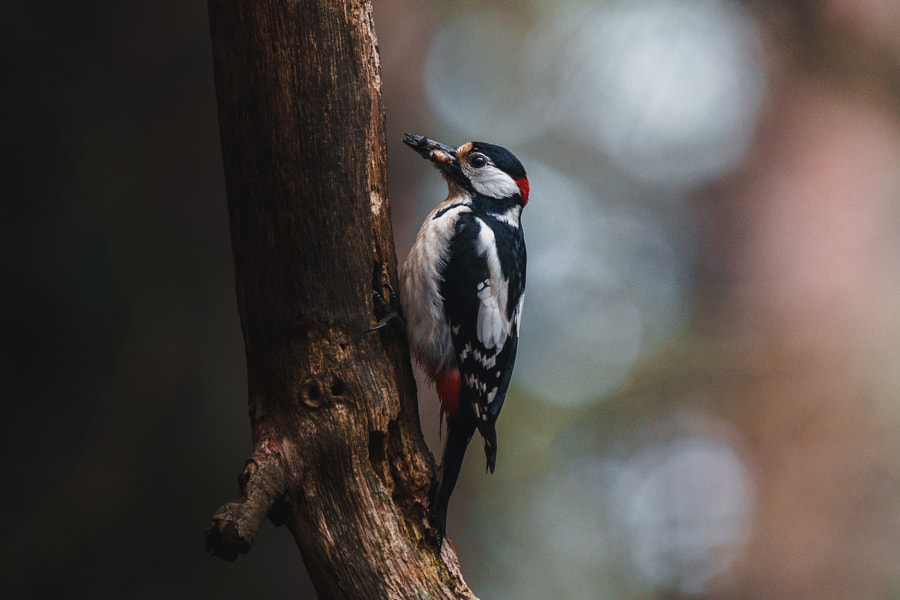 Woodpecker par Anskar Lenzen sur pinterest 500px.com